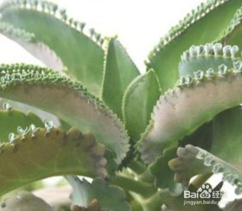 不死鸟的养殖方法