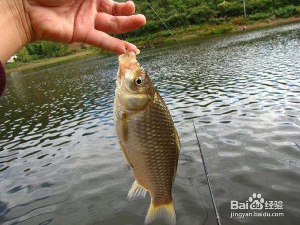 野钓鲫鱼的关键技巧 野外如何钓鲫鱼
