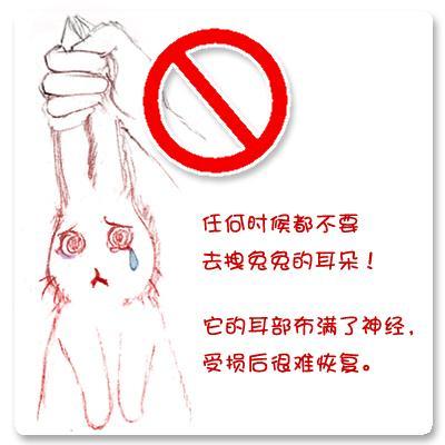 怎样以正确的姿势抱兔子