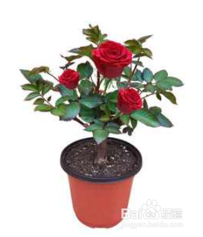玫瑰花老桩要怎么种
