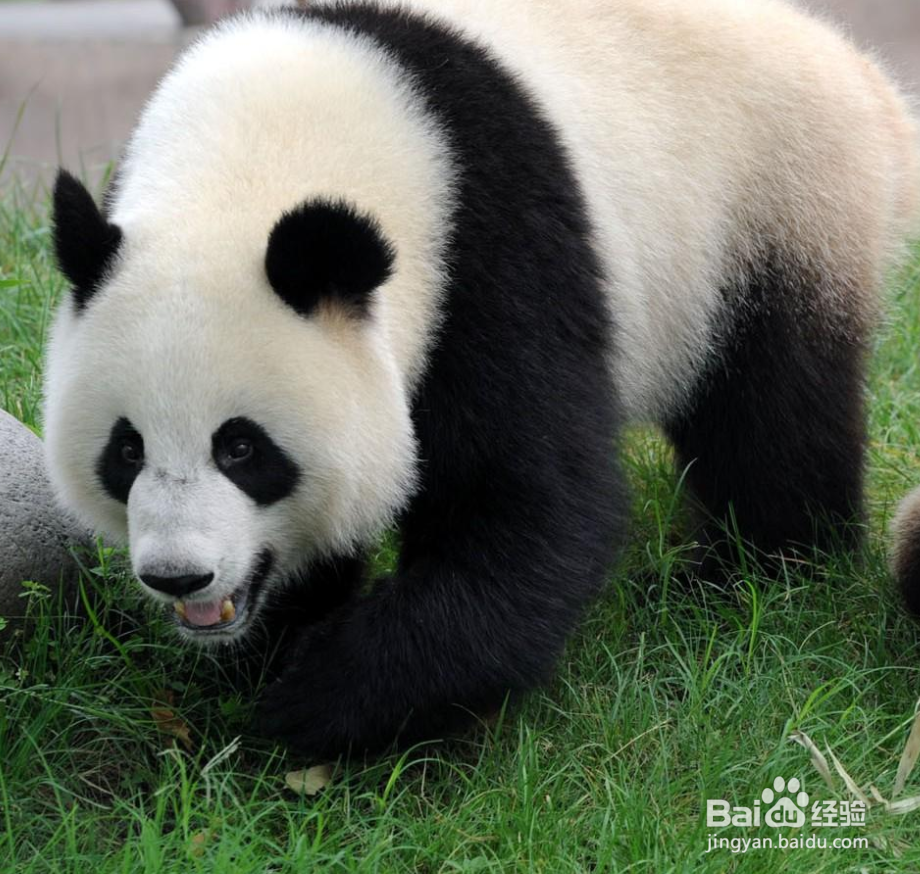 动物治病的方法有哪些