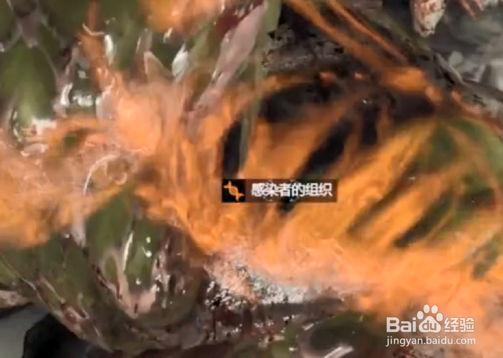 消逝的光芒感染者的组织怎么得