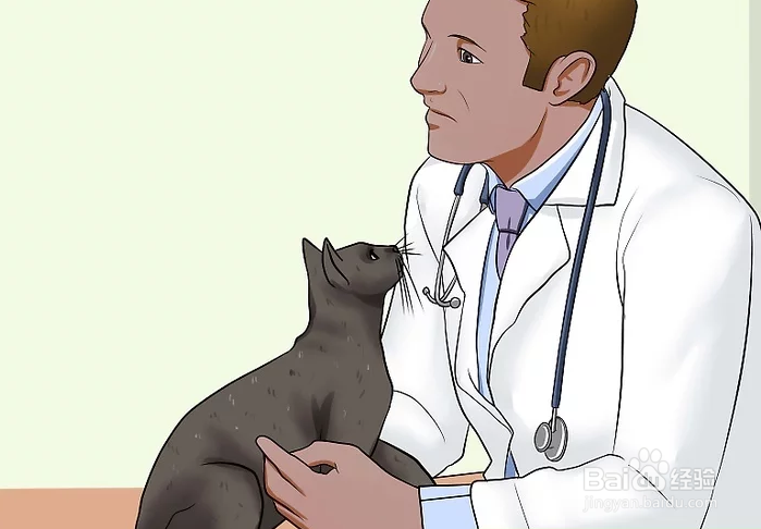 <b>如何诊断猫的腹泻</b>