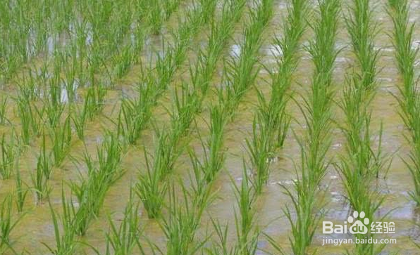 水稻怎么施尿素肥最好