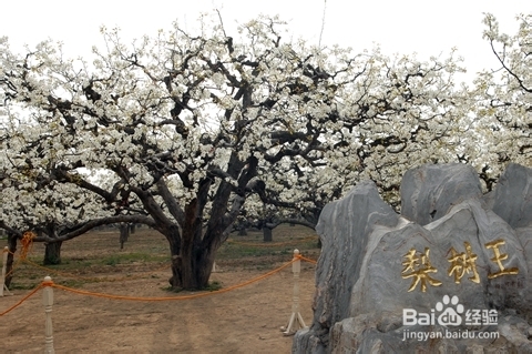 砀山梨花节旅游攻略