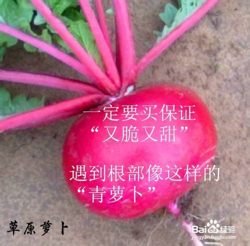 冬天三宝：[1]冬吃萝卜夏吃姜