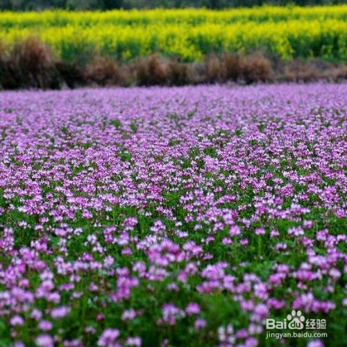 紫云英养殖时需要注意什么？