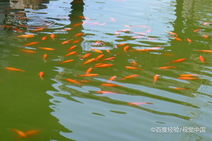 饼干不想吃了怎么利用