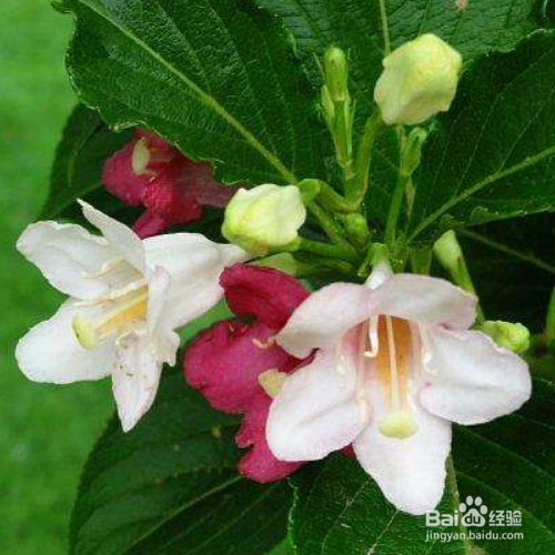海仙花养殖需要注意什么