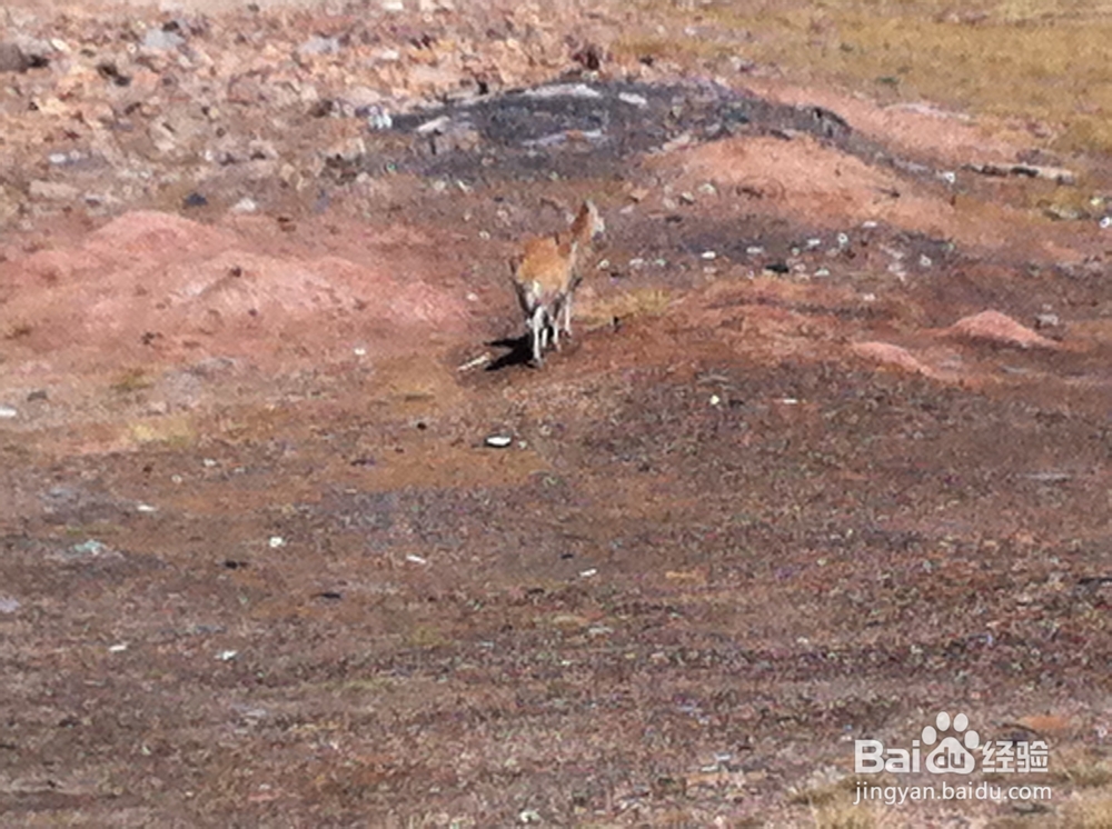 穿越青藏线：[1]自驾