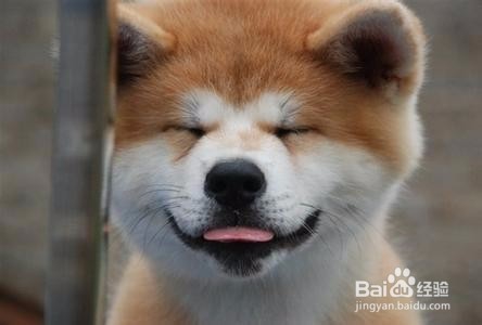 如何选购秋田犬