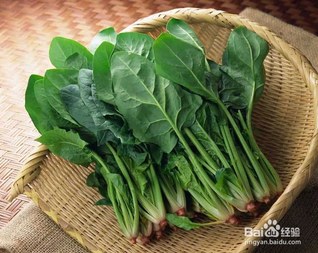 阳台如何种植菠菜