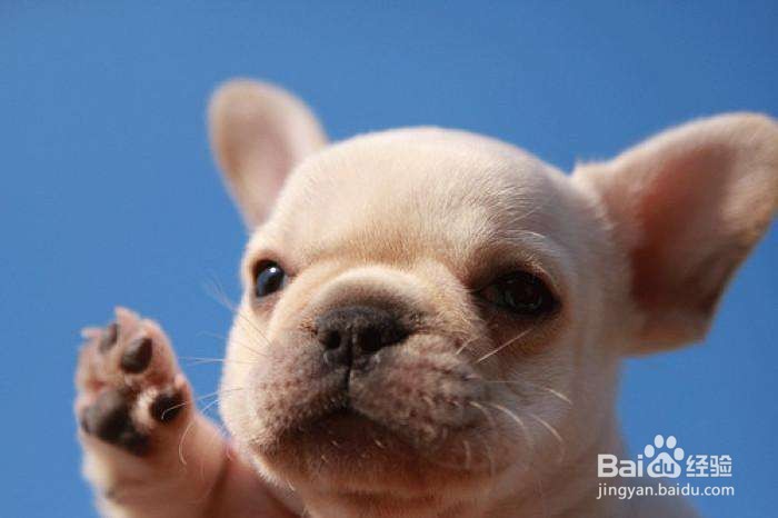 狗狗被摔怎么判断有没有事