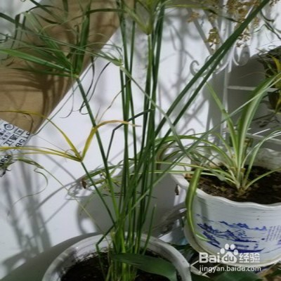 风车草怎样养护