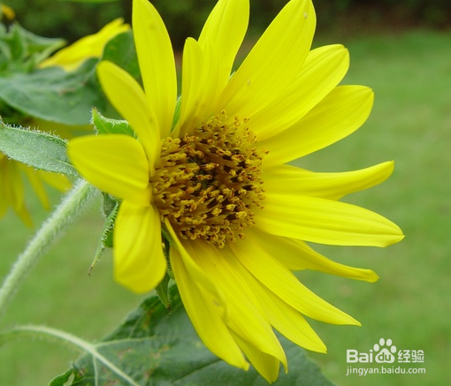 养殖花草招小虫子怎么办?