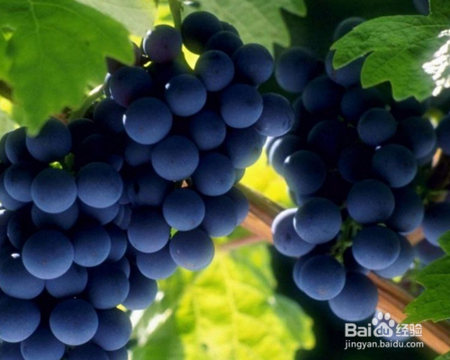 几种好喝的自制酒类饮品，让你畅饮