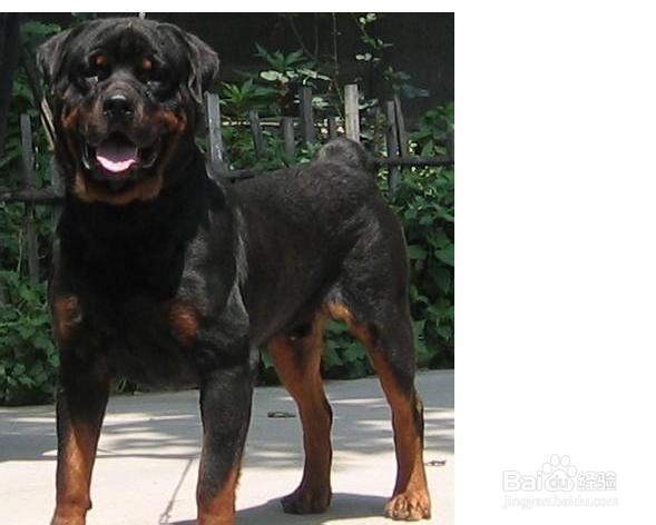 罗威纳什么时候训练好?罗威纳多大训练?