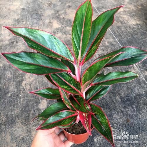 花卉水吸绳怎么用