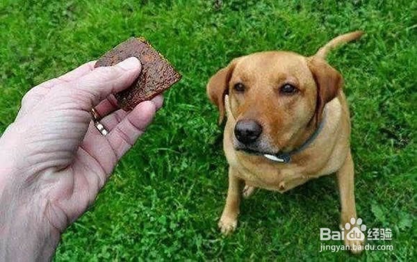 狗狗舔人的六大原因