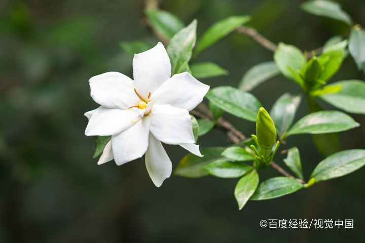 如何种植栀子花