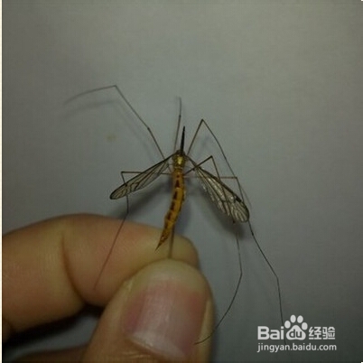 夏天用植物来驱蚊虫的小窍门