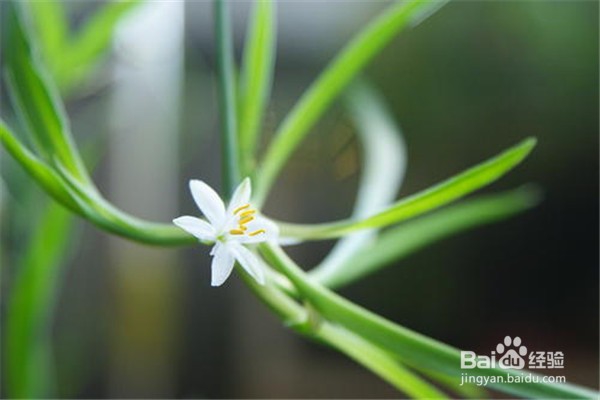 吊兰应该怎么养？