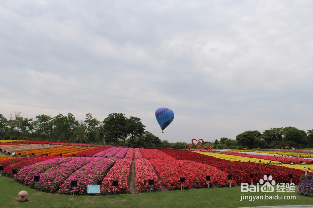 上海旅游攻略之周浦花海