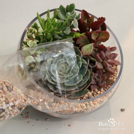 自己打造多肉植物景观