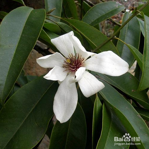 深山含笑有哪些价值?