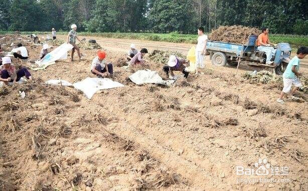 白芍高产种植方法