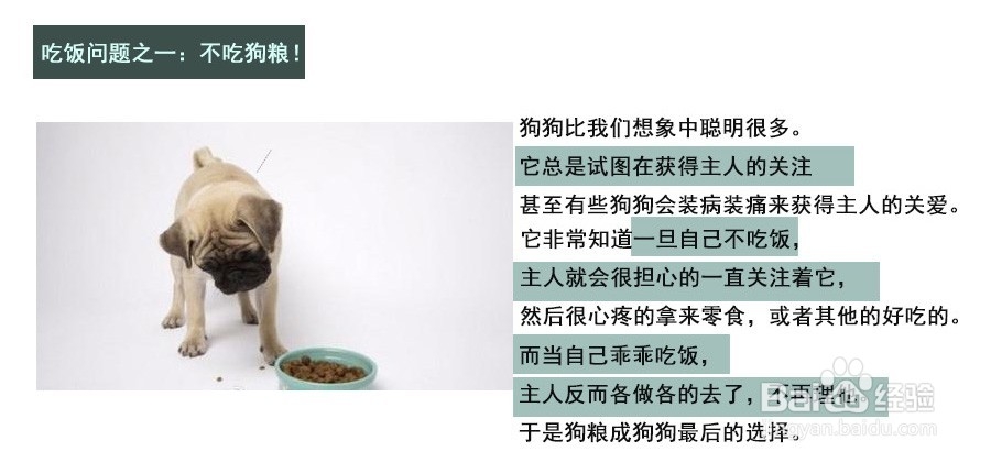 狗狗不吃主粮的怎么办,主人吃饭狗狗叫唤