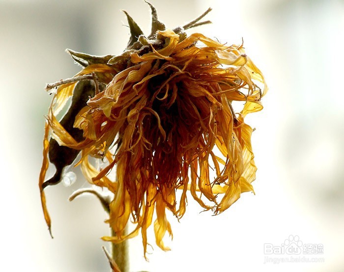 父母如何和孩子谈论死亡