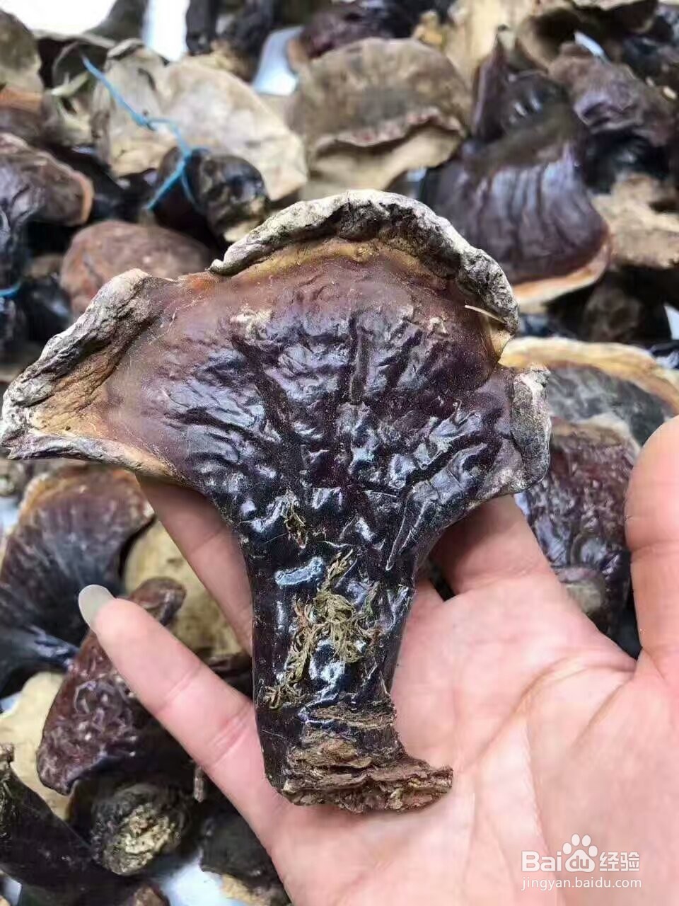 灵芝烘干机的技术特性灵芝热泵烘干机程序设定