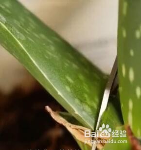 种植的小妙招