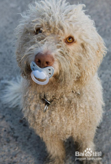 精神抚慰犬证怎么考