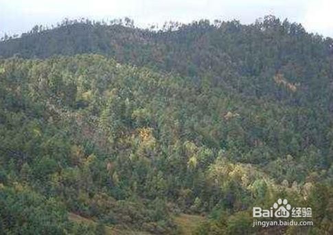 如何有效发展山林经济
