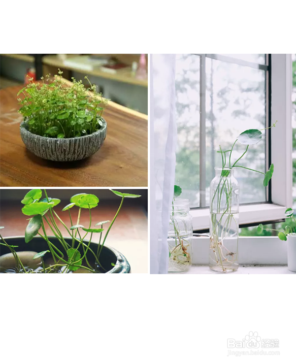 新房室内容易养的植物有那些