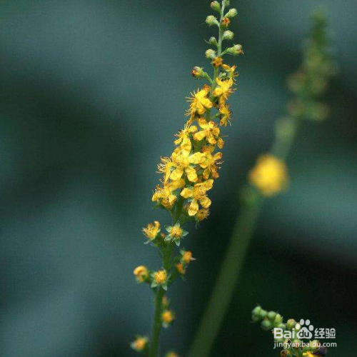 龙牙草的培育方法和注意事项
