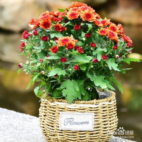 盆栽的小菊花枯萎了怎么办？