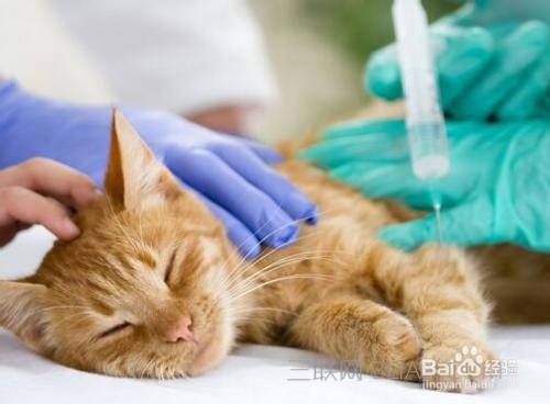 猫三联间隔多久打一次