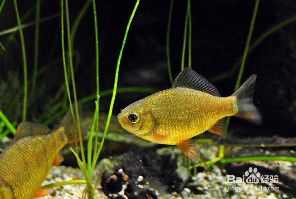 冬季室内如何防止太干燥？