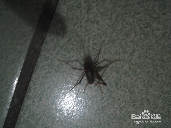 夜里在室内怎样给蟋蟀拍照