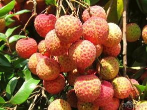 教您挑选新鲜的荔枝