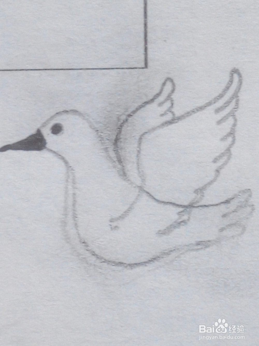 和平鸽怎么画呢14