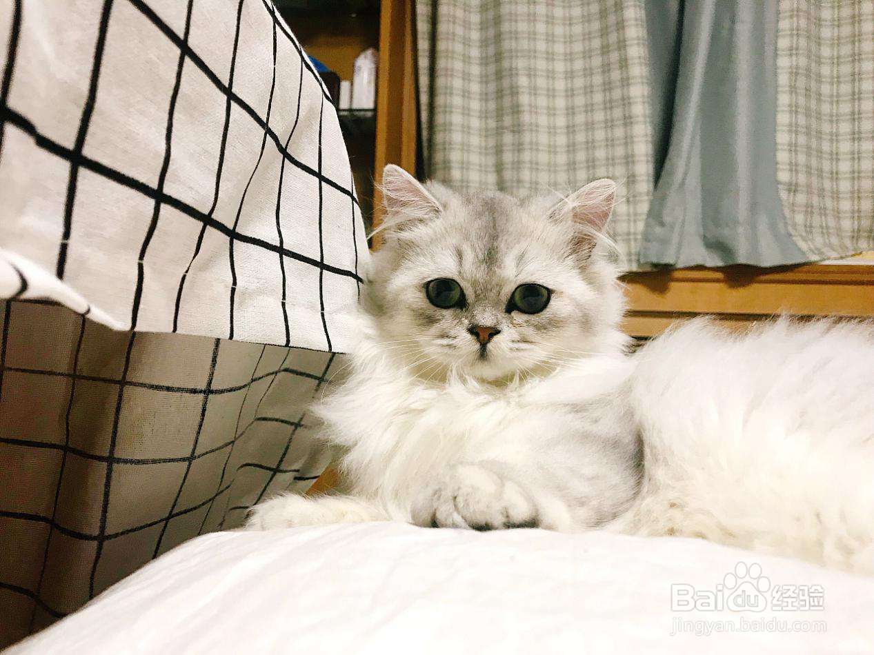 猫卵磷脂有什么功效与作用