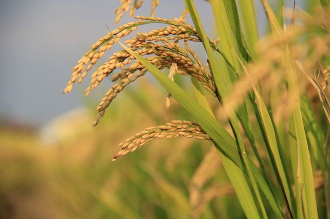 稻穗是什么
