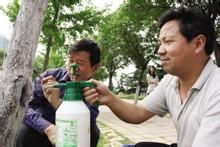 银杏茎腐病巧防治