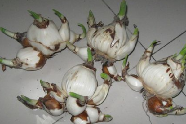 荷兰水仙花怎么养水培