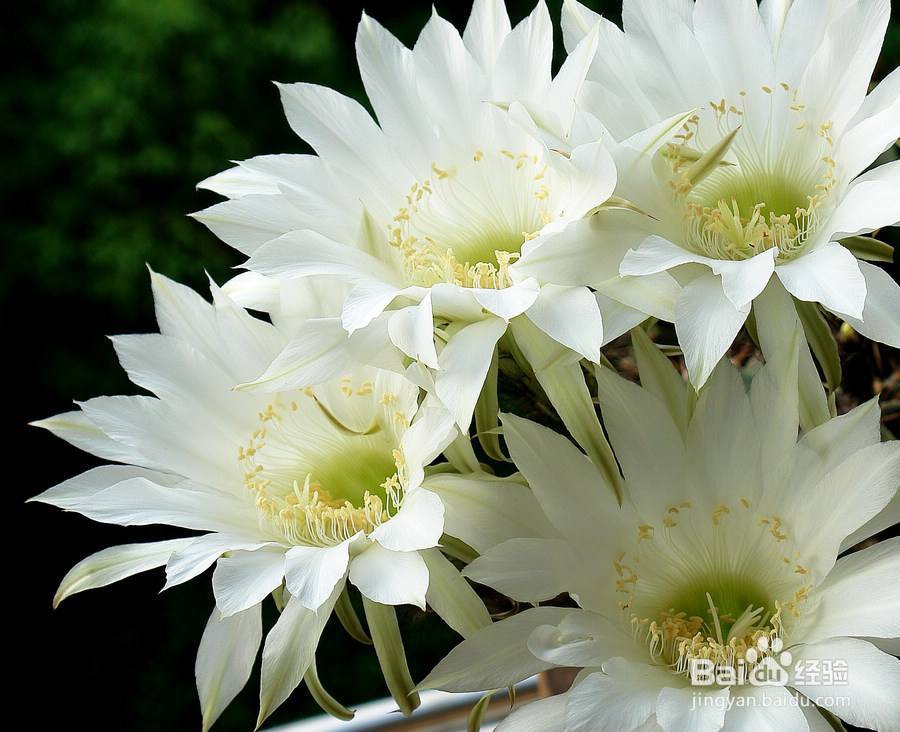 仙人球花怎么吃