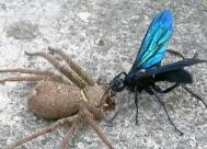 白额高脚蛛怎么养